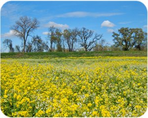 Colusa County