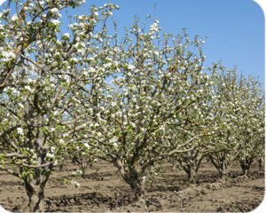 San Benito County