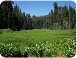 Tulare County